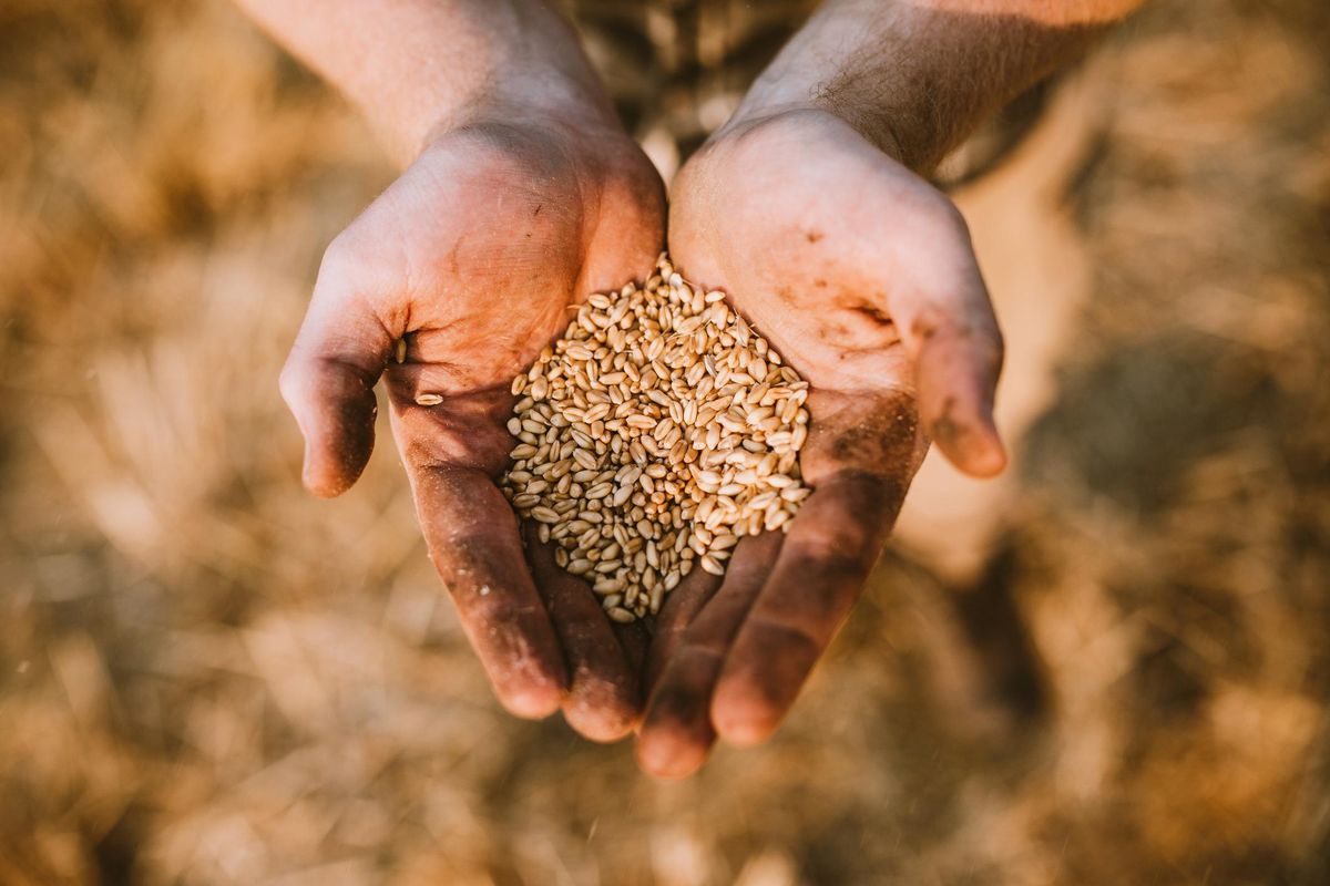 La Turchia prova a sbloccare il grano