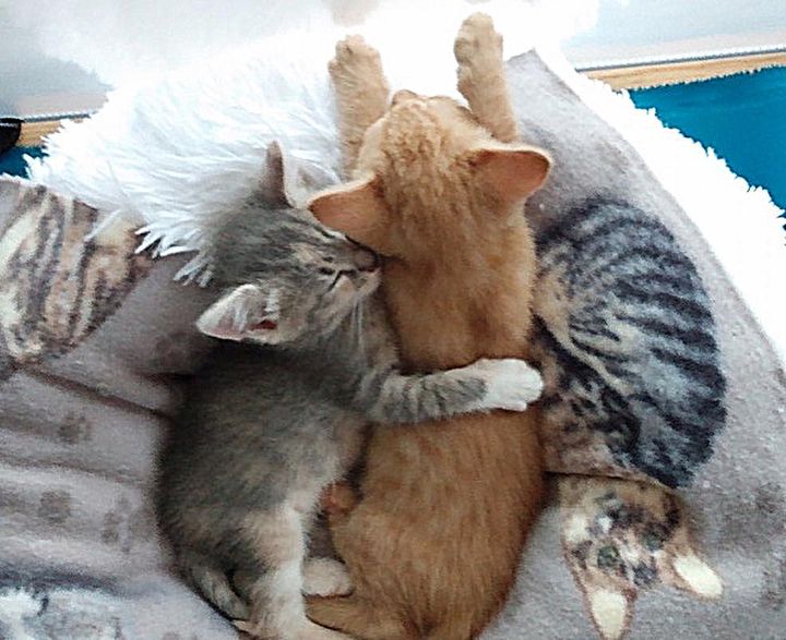 kittens hugs