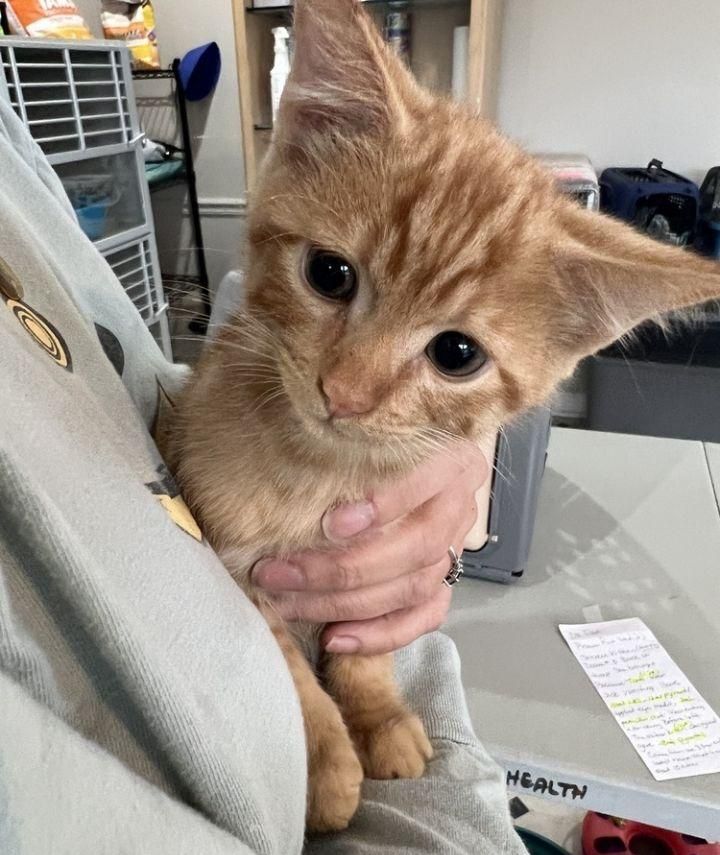 orange kitten mason hugs