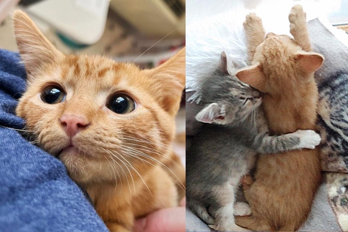 Rescuers Find Two Kittens Abandoned Outside and Notice How Much They Need One Another