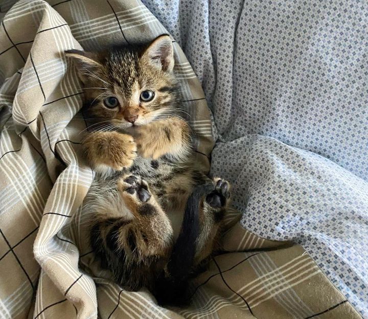 tabby kitten bed sheets