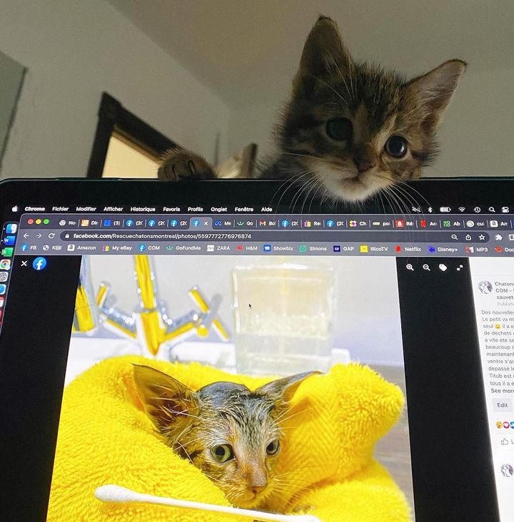 kitten supervisor
