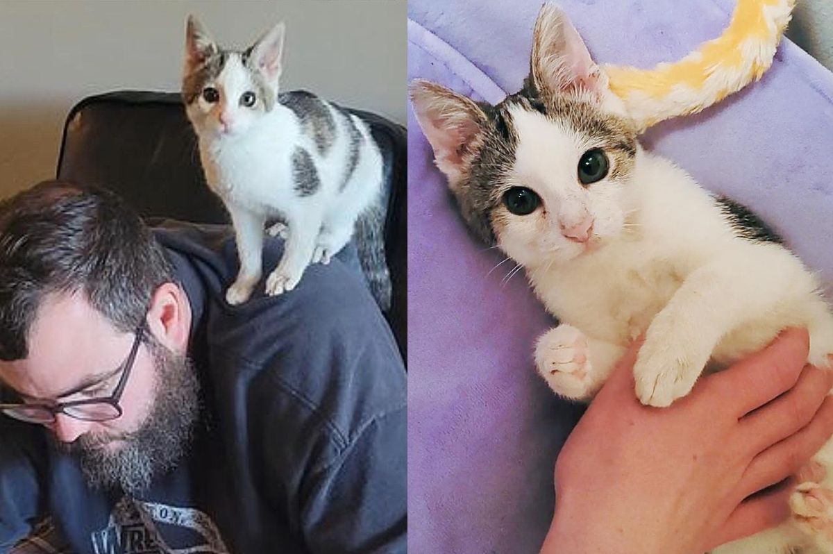 Man Stops to Help Lone Stray Kitten in the Middle of the Road But Ends Up Being Chosen Instead