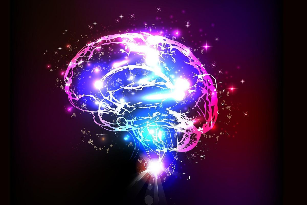 brain, education, theory, program
