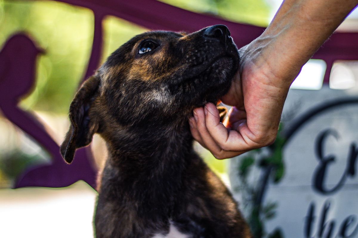 Helpless Girl And Her Dog Sex - First responders adopt dogs they rescued in plane crash - Upworthy