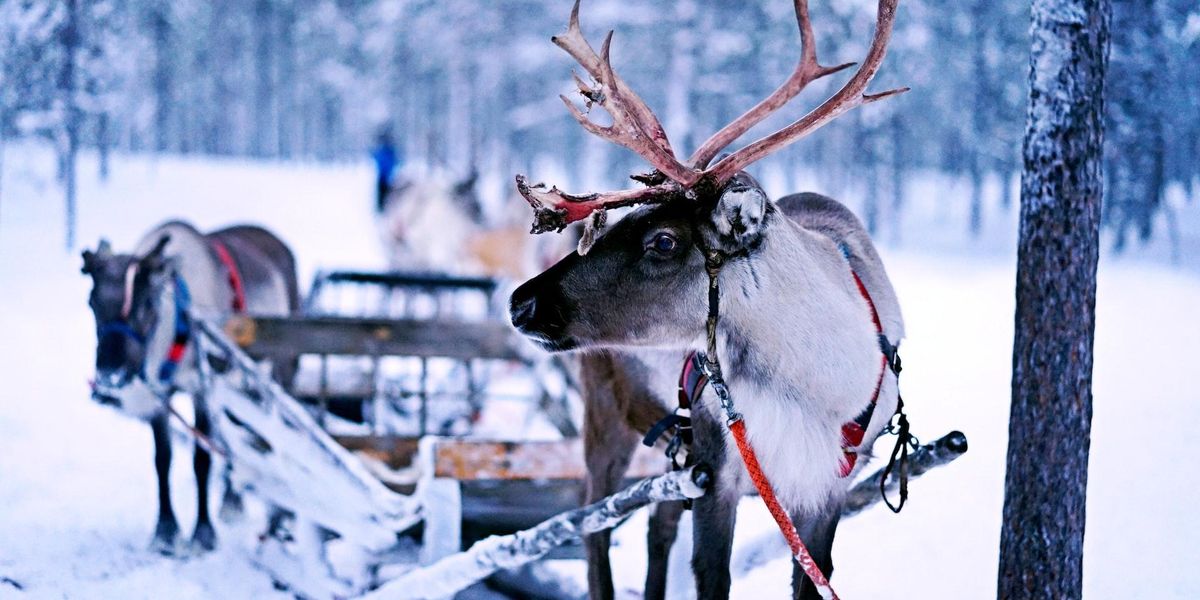 A reindeer leads a sleigh with another reindeer in a snowy forest