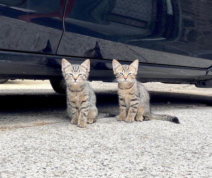 tabby kittens twin