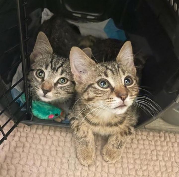 tabby kittens brothers