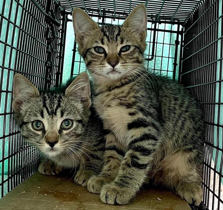 tabby kittens rescued