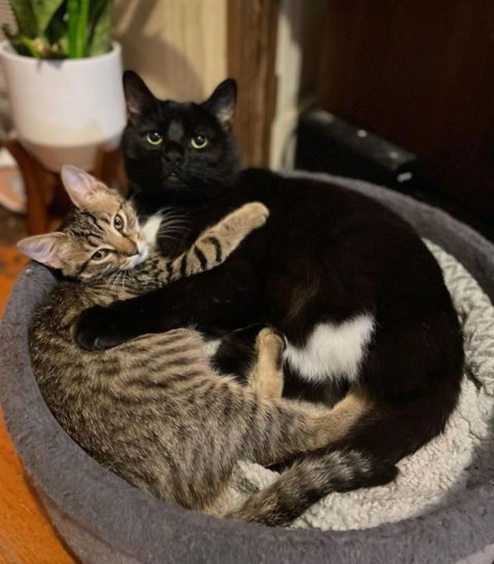 kitten hugs cat