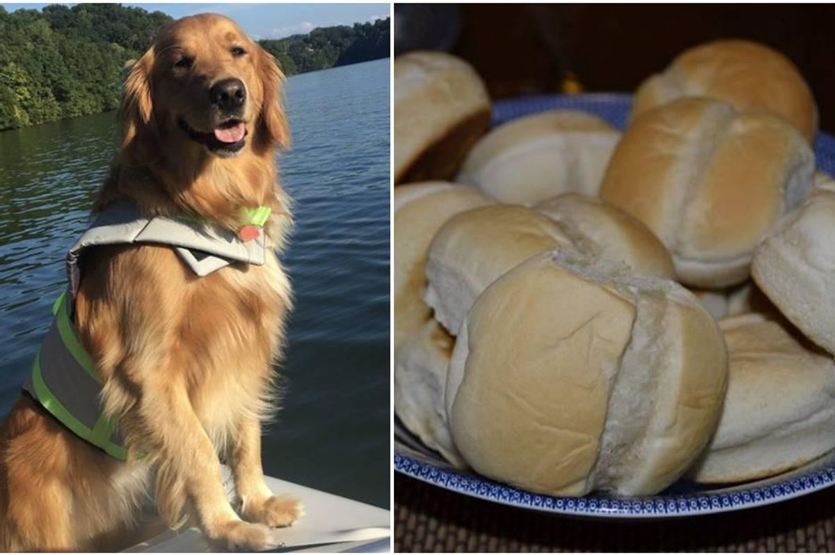 dog poisoning, pet poison helpline, golden retrievers