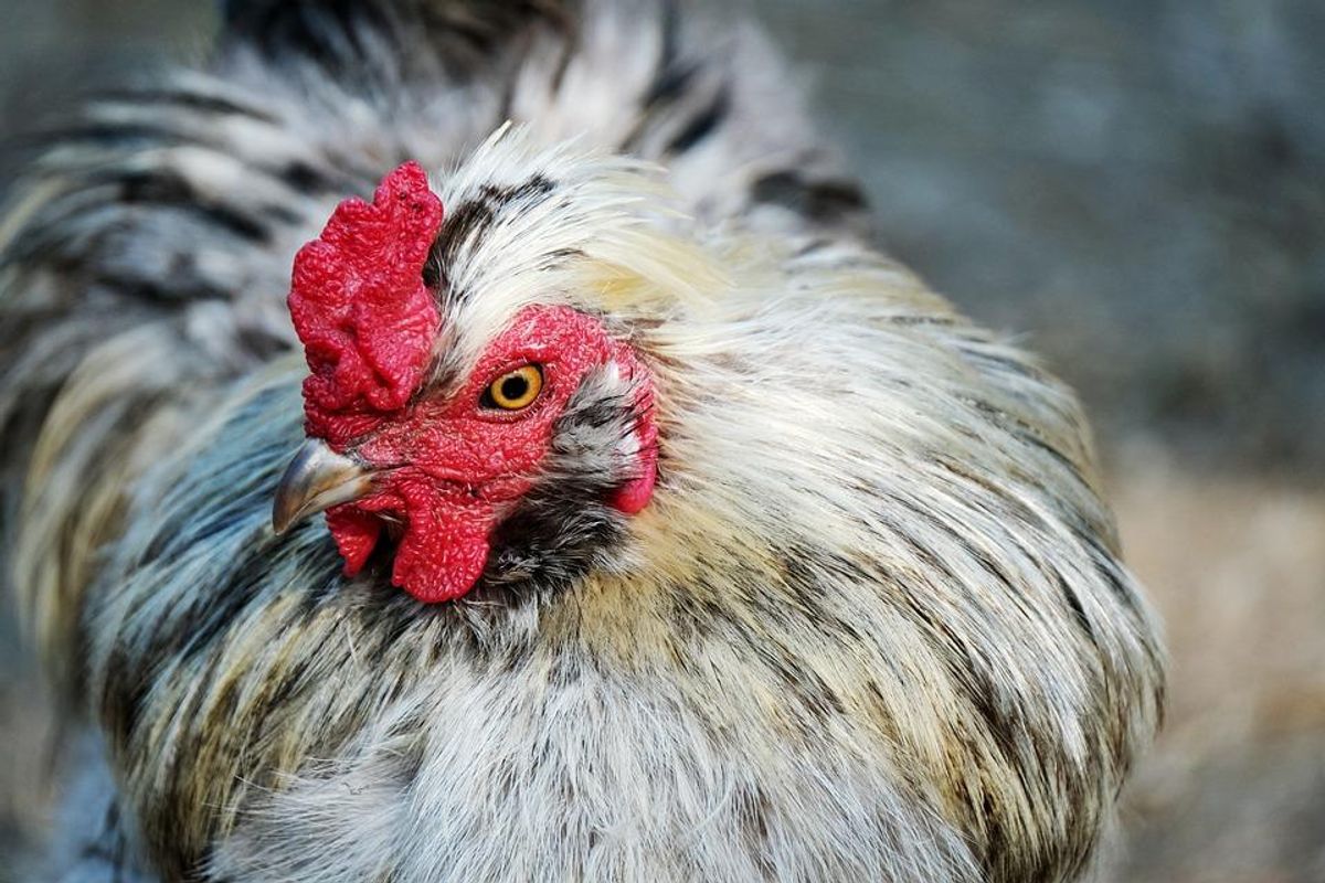 pet chicken, amazon delivery chicken, amazon key-in