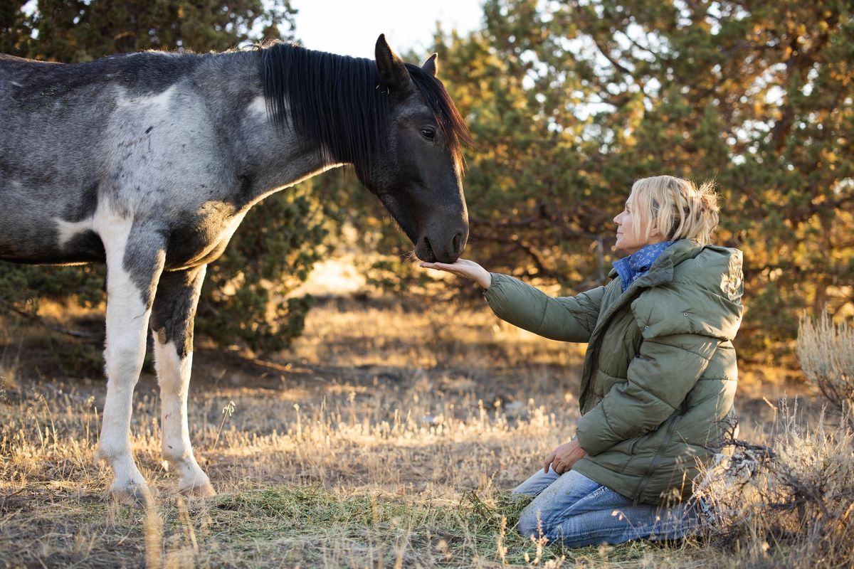 horse, ranch, barn, Skydog Sanctuary, Facebook