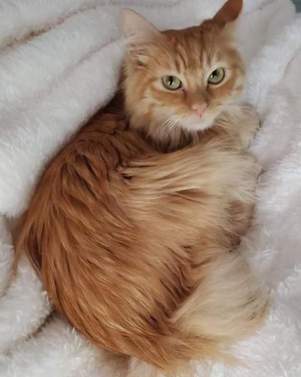 raffy fluffy ginger cat