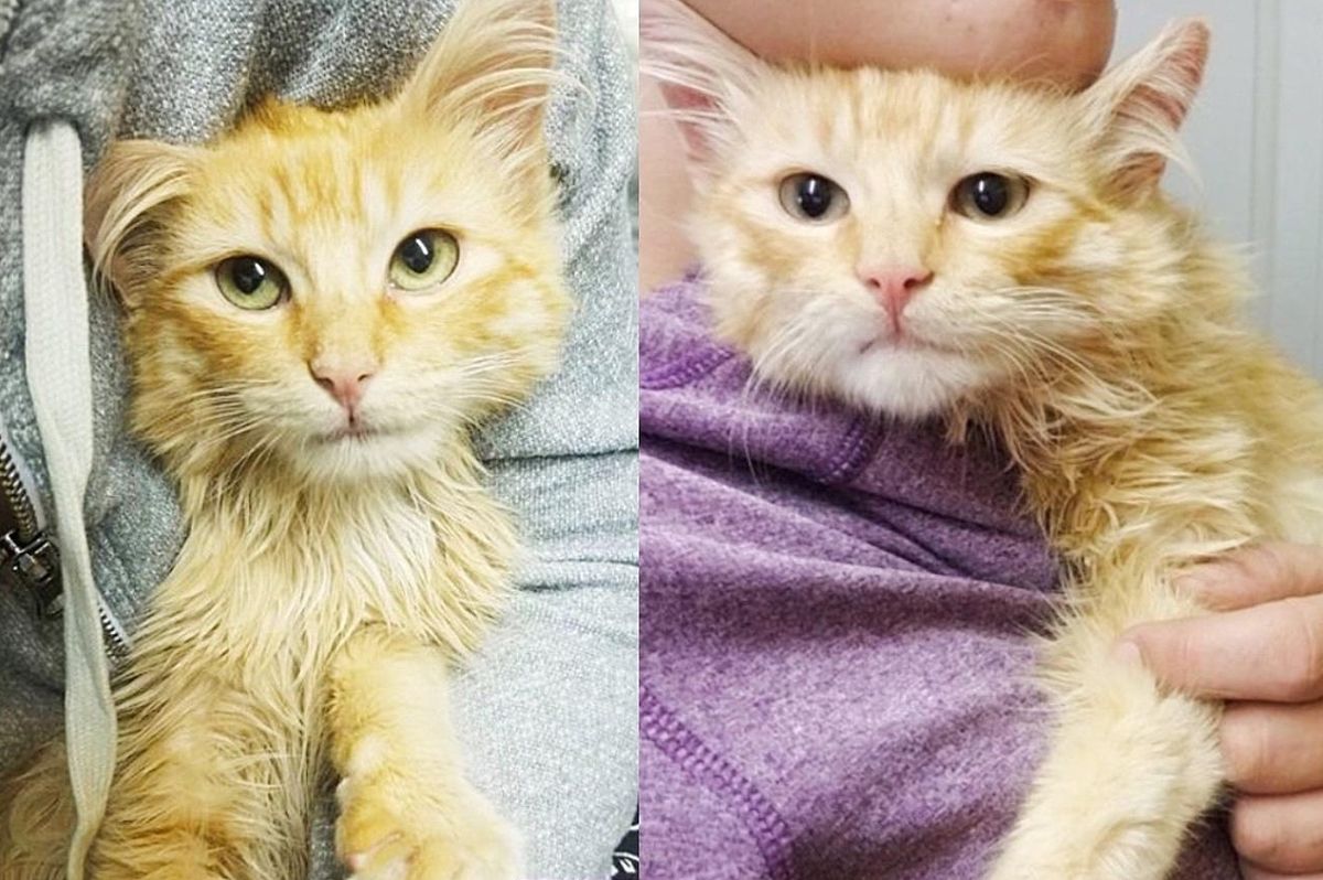 Kitten is Grateful to the Person Who Found Him Waiting on the Back of a Truck for Help