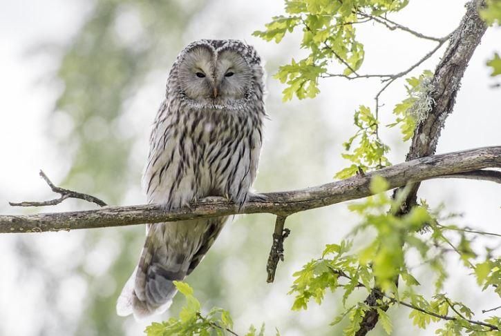 owl, oak bay, owl break-in