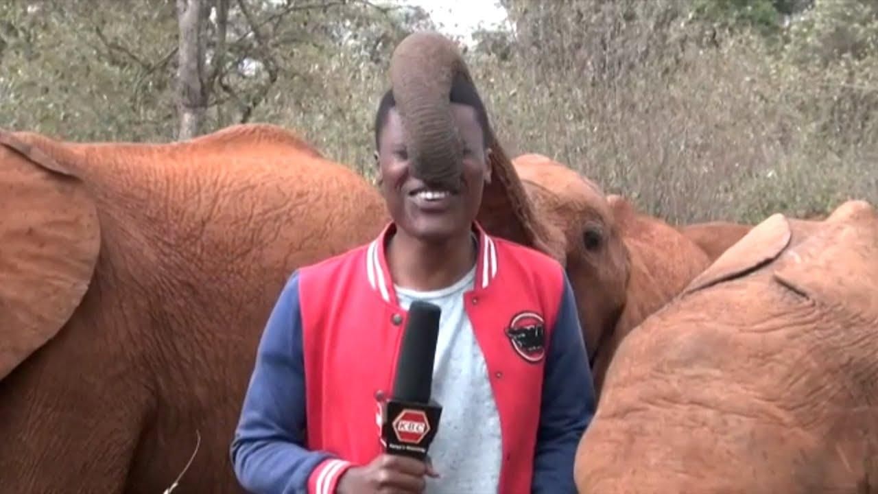 elephant reporter kenya