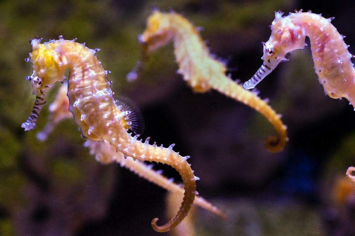 seahorse