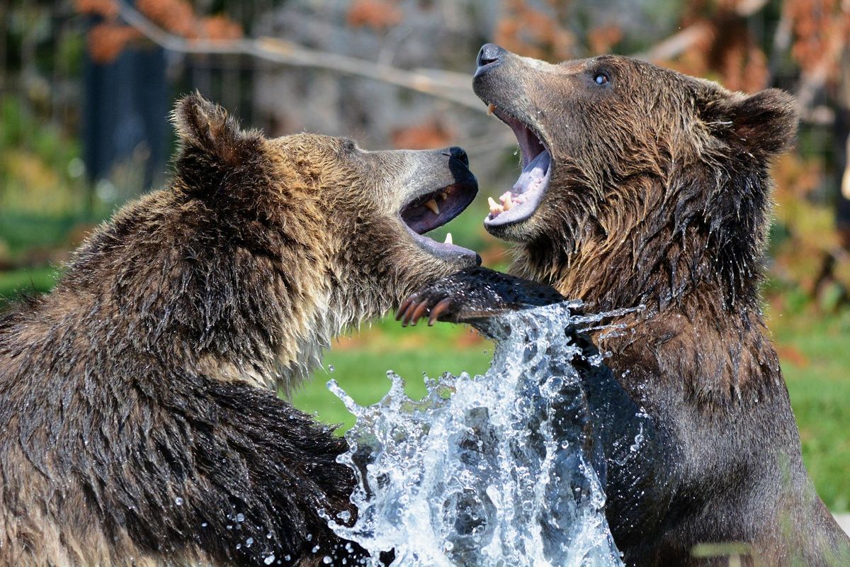 Yellowstone, humans, garbage, behavior, bears