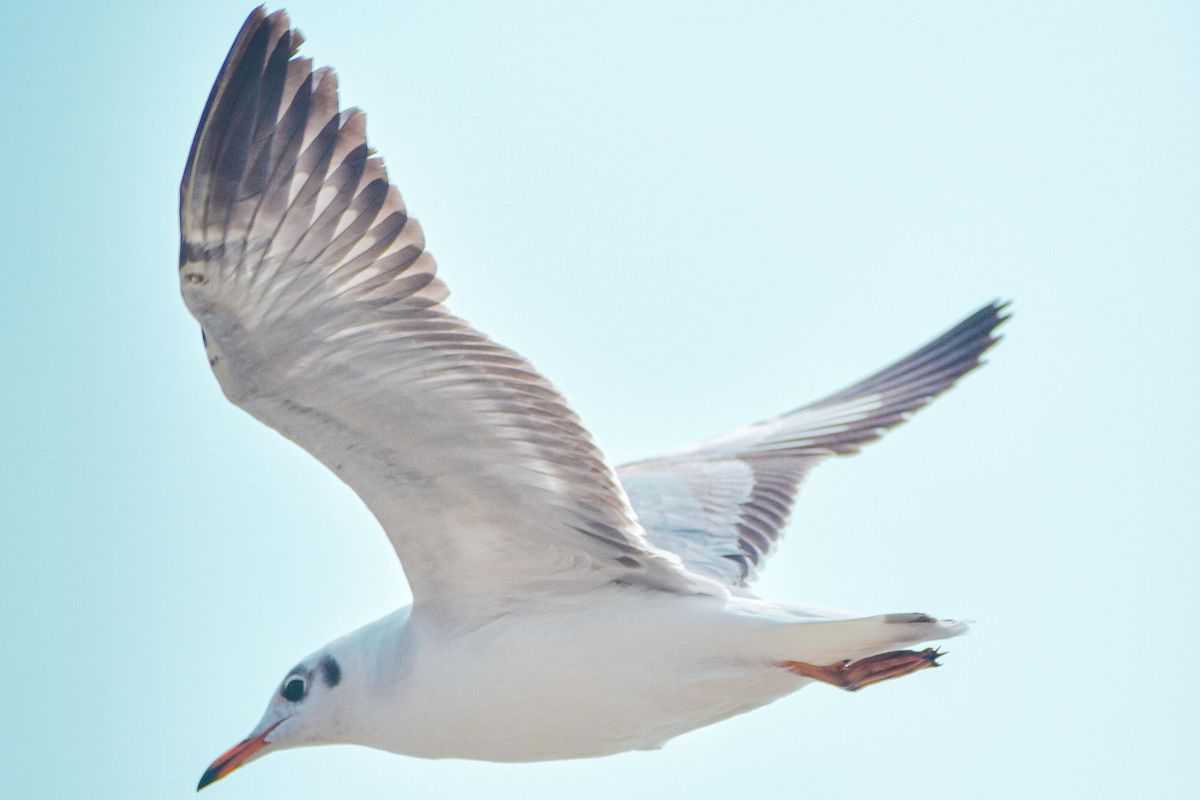 trash, plastic, environment, seagull, garbage