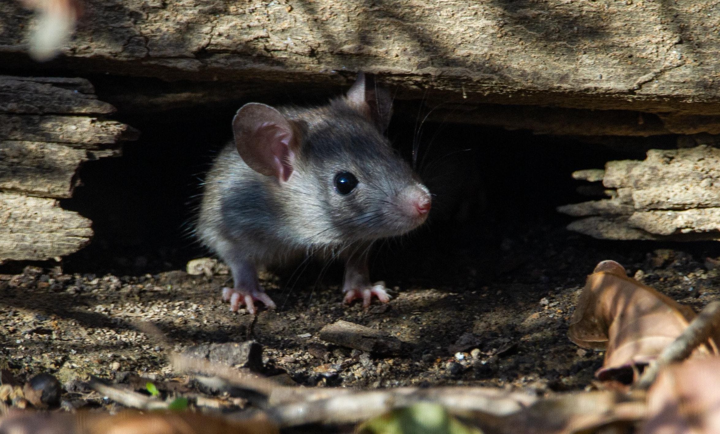 rats, New York, environment, health and safety