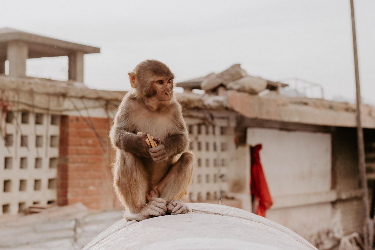 monkey, tourism, health, environment