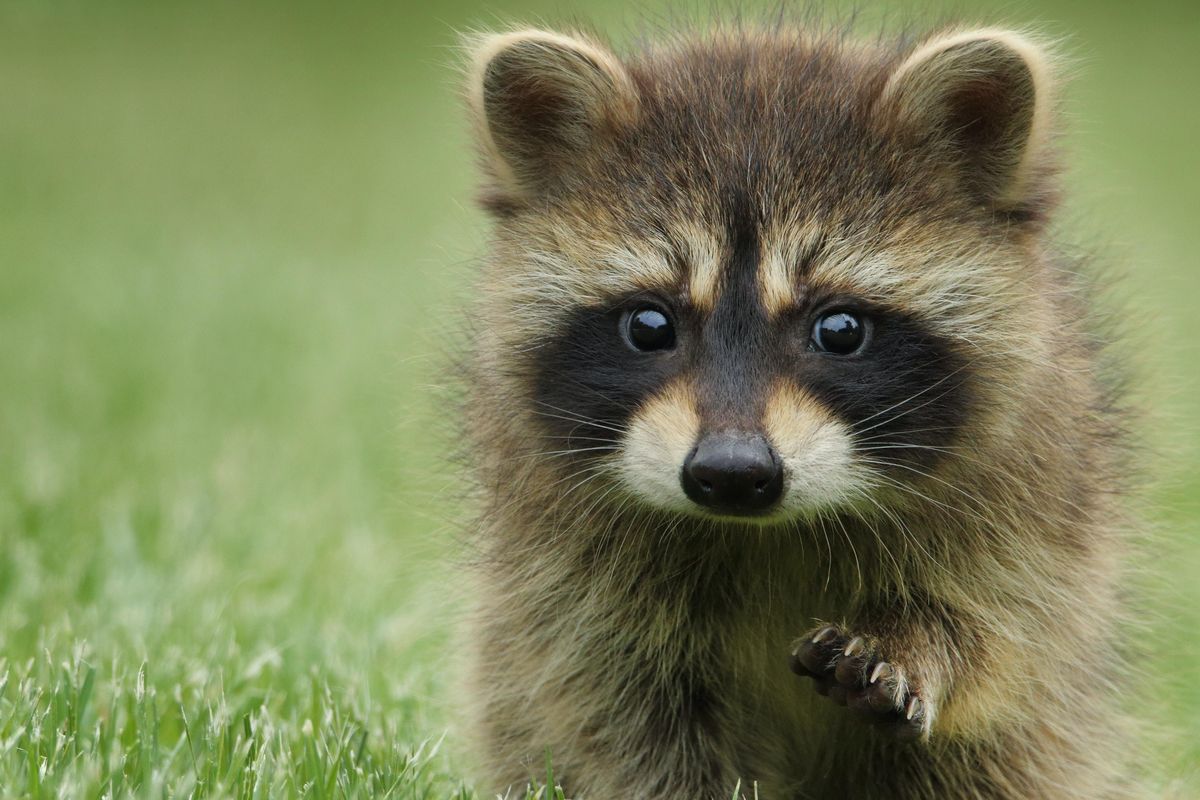 raccoon, garbage, environment. health and safety