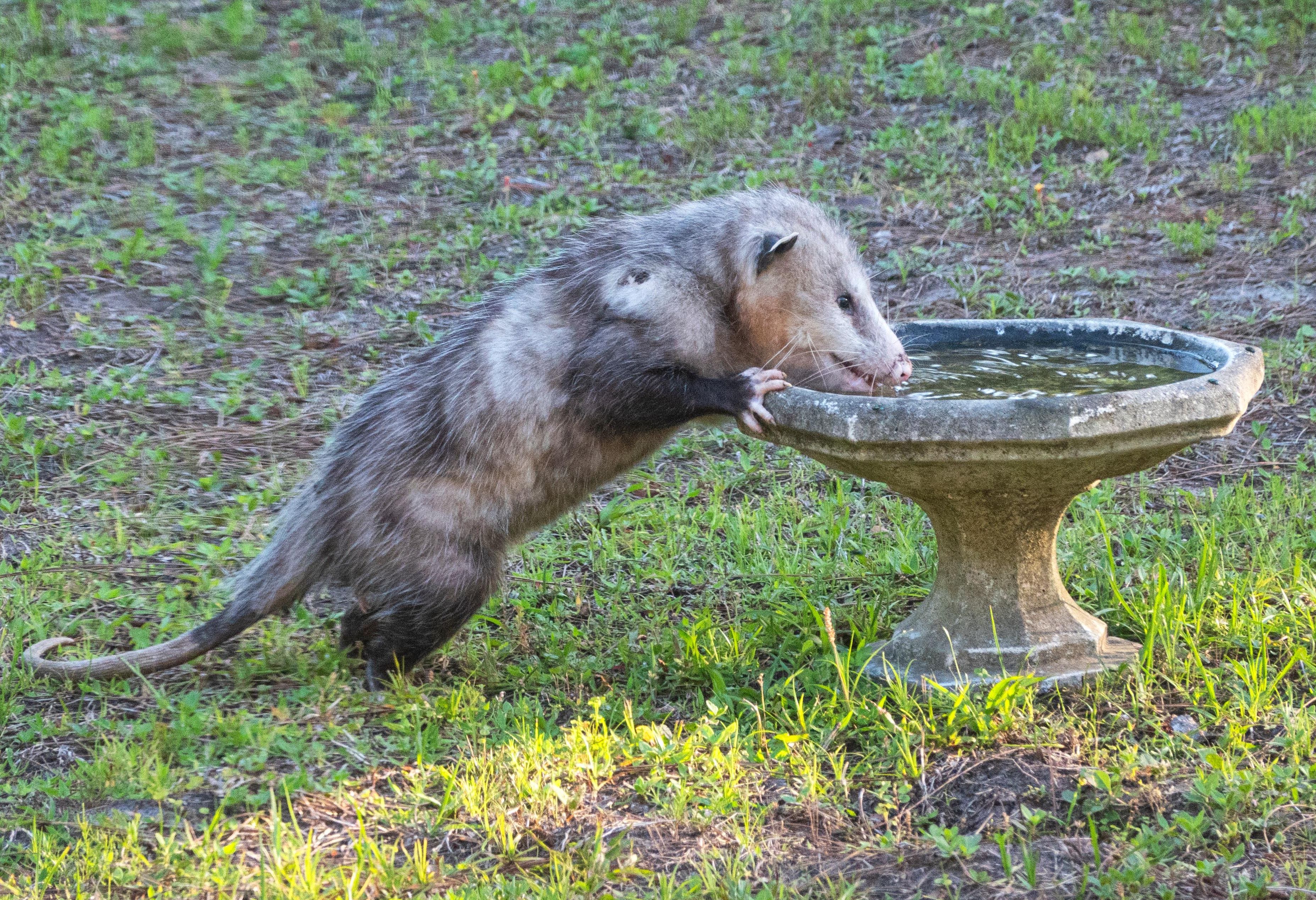 lime disease, ticks, opossums, garbage, behavior