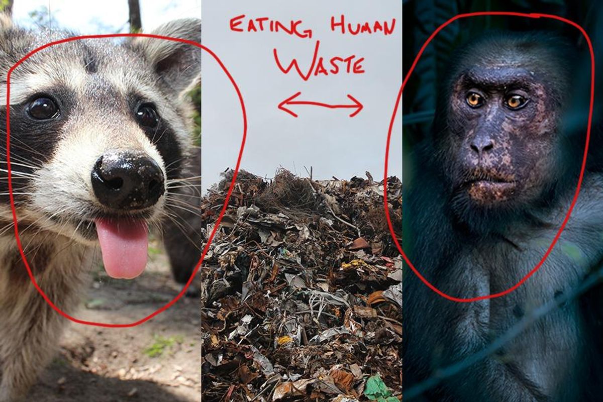 garbage, environmental, emergency, health, animals