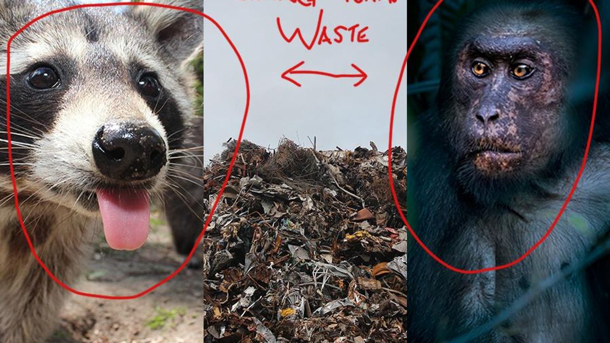 Human behavior turned these 6 animals into garbage lovers. Here's how. -  Upworthy