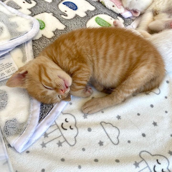 sleepy orange kitten shortbread