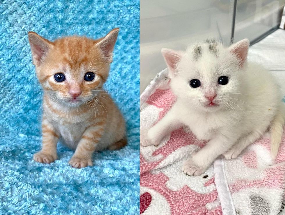 Kittens Arrive at a Family for a Second Chance, the Ginger Kitten is ...