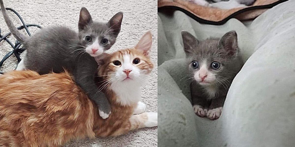 Kitten Who was Found Waddling Alone, Never Gives Up, Now Has a Cat to