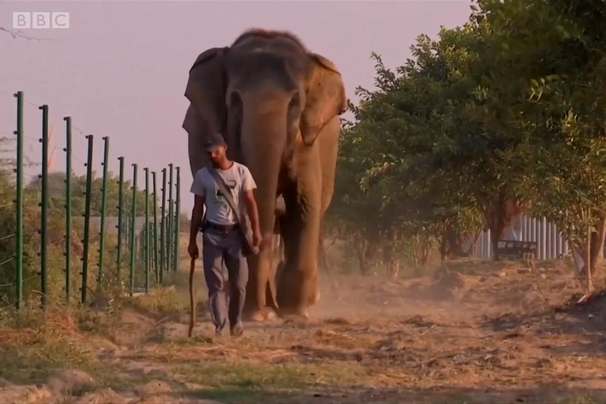elephants, religious symbols, wildlife, abuse