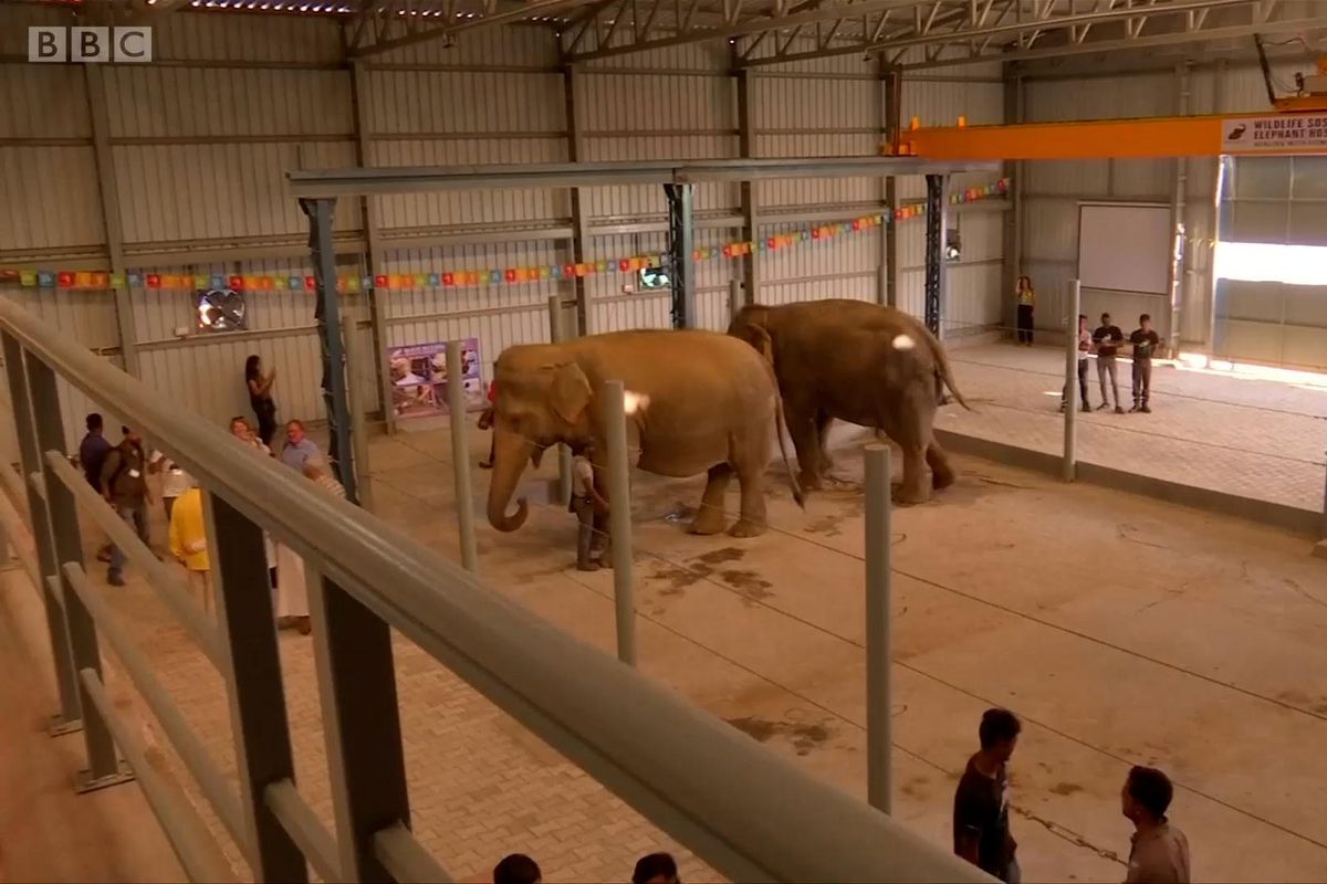 Years ago India opened a first of its kind elephant hospital and it's  adorable. - Upworthy
