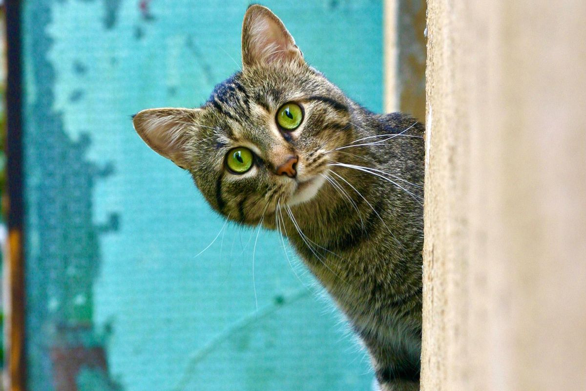 cats, study, research, love, owners