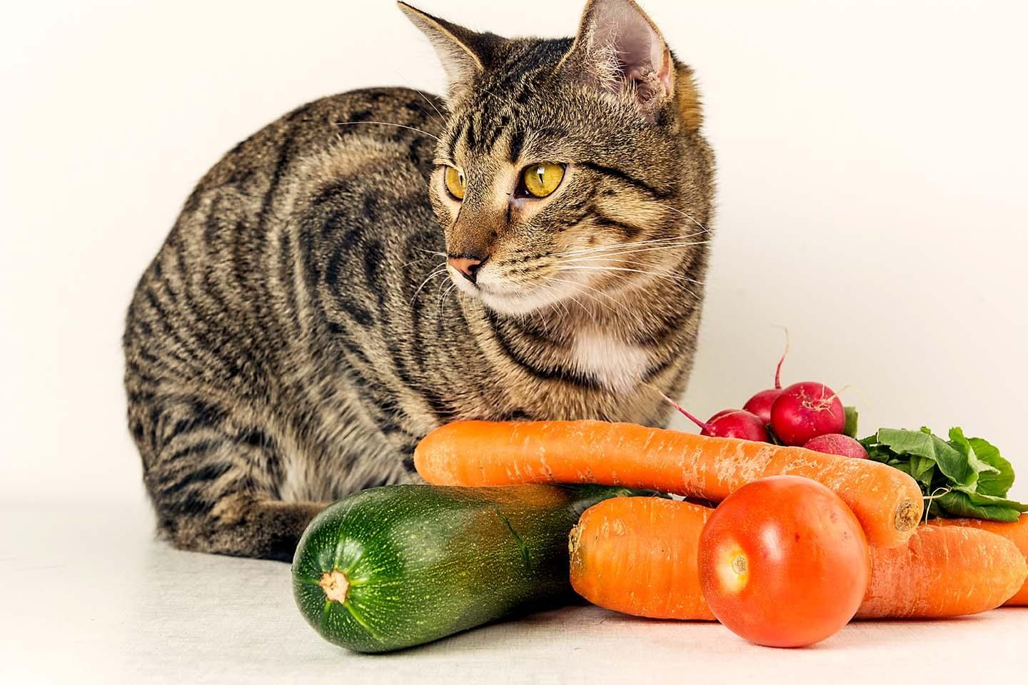 Can Manx Cats Eat Vegetables?