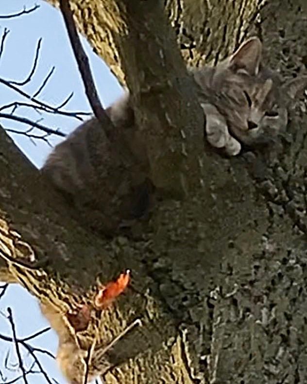 cat in tree