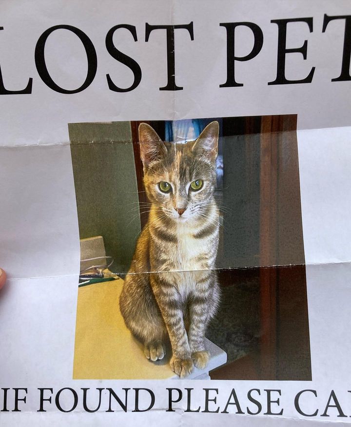 cat missing post