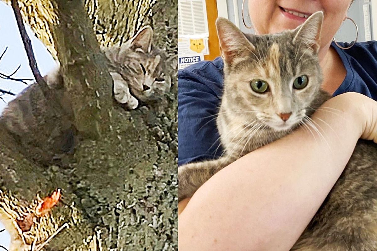 Cat Spotted in a Tree by a Kind Neighbor, Turns Out a Family Has Been Looking for Her for 2 Weeks