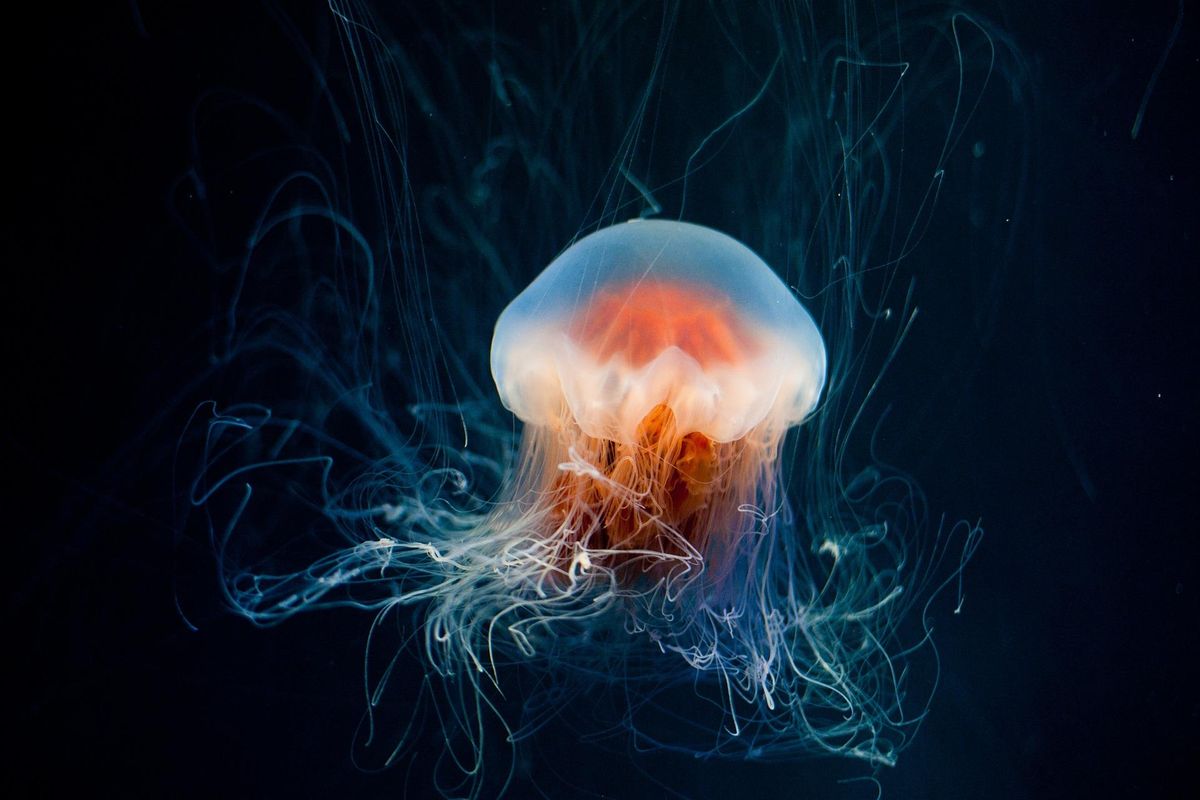 polar night, under the sea, bioluminescence, nature