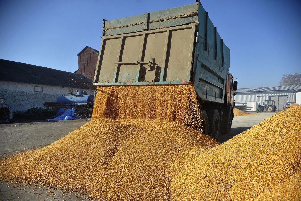 Sorpresa: il grano ucraino non va in Africa