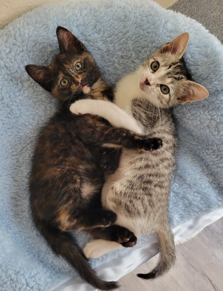 kittens best friends snuggling