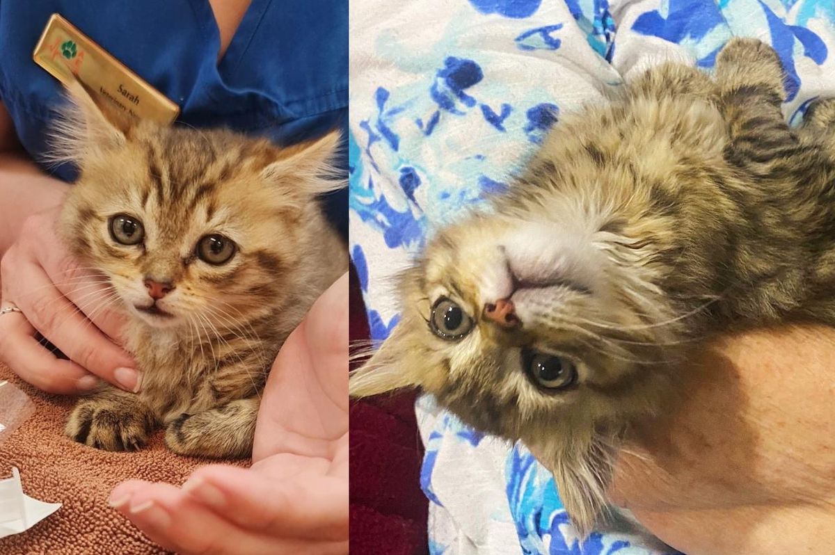Kitten Blows People Away with Her Resilience, and Lives Best Life After Being Saved from the Road