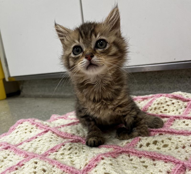 fluffy tabby kitten leg