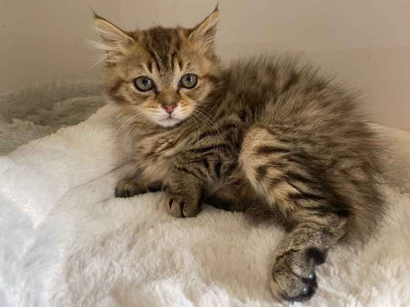 fluffy tabby kitten leg