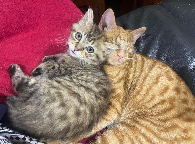 tabby kitten snuggly cat