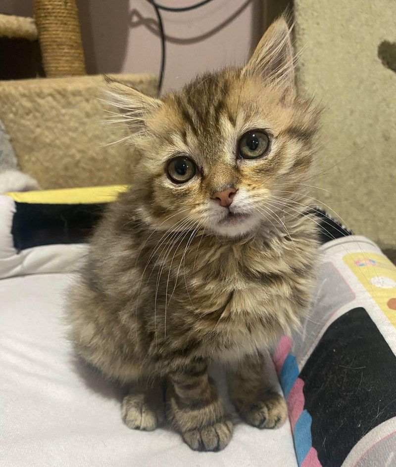 fluffy tabby kitten sloane