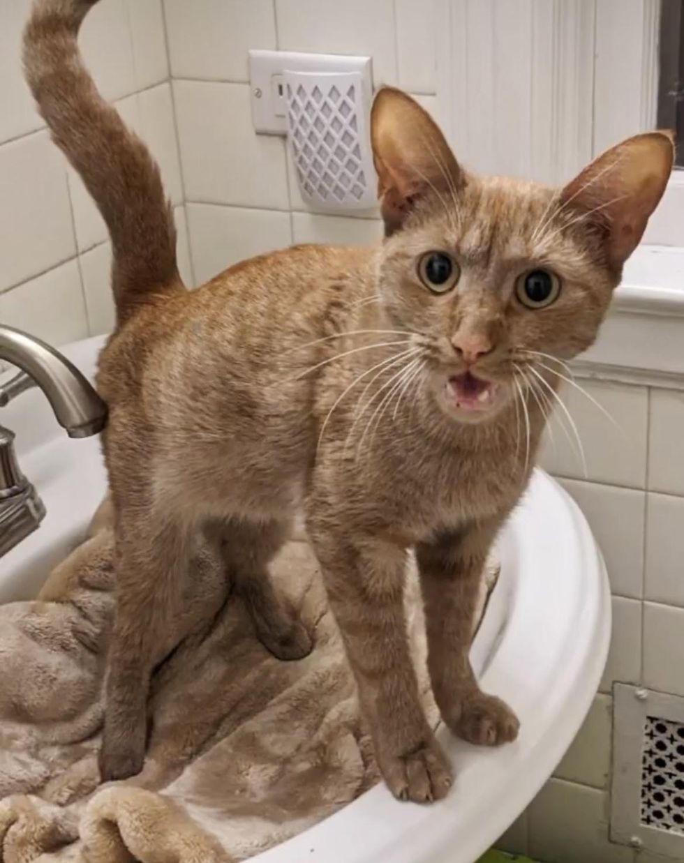 sink cat orange