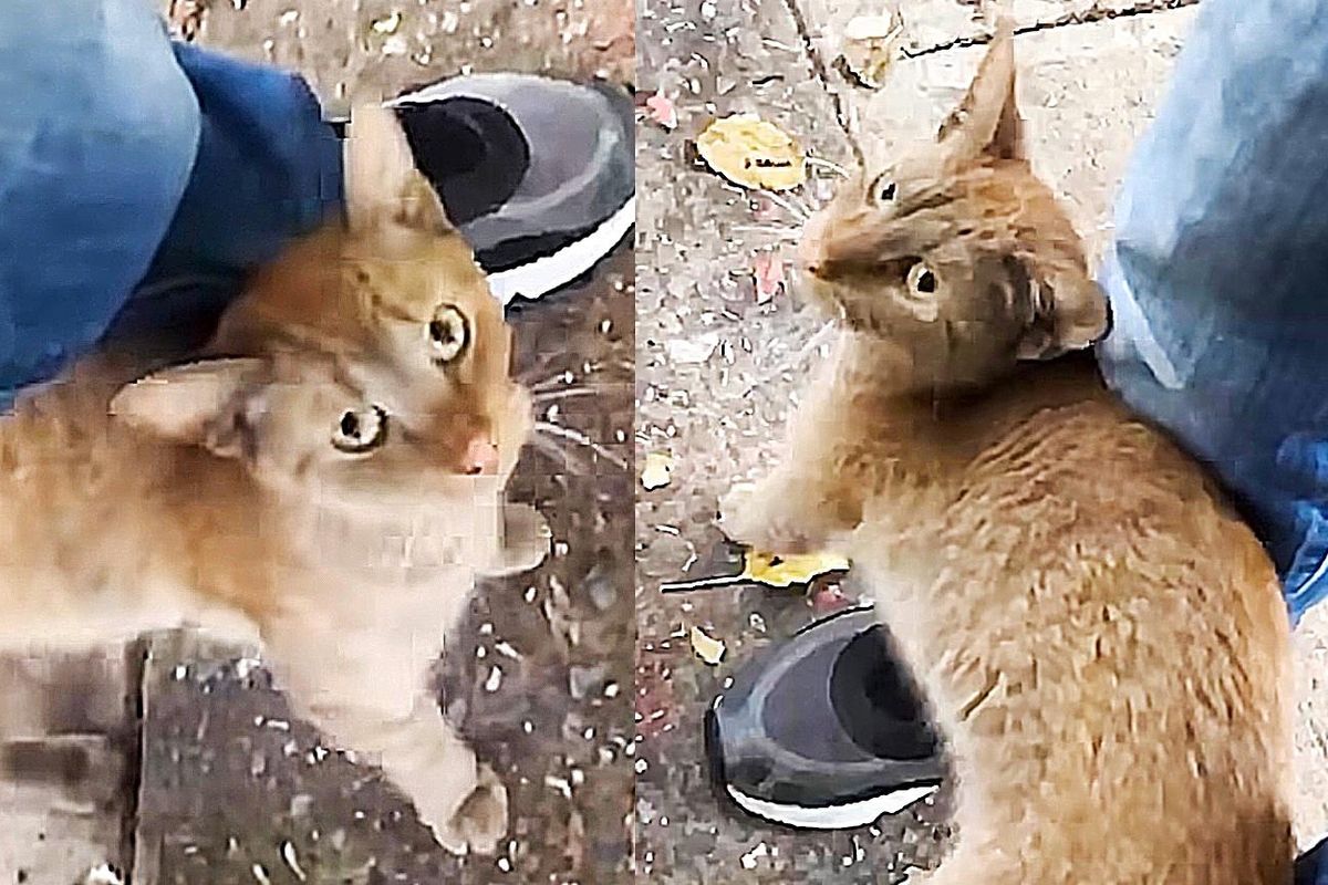 Cat Comes to Parking Lot and Asks for Help, She Walks Right into a Carrier One Day